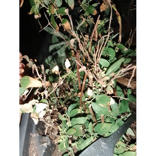 Plante Spirée Du Japon