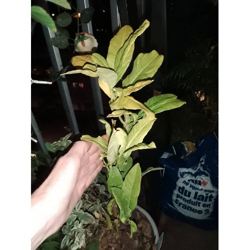 Citronnier Citrus Limon Plantes