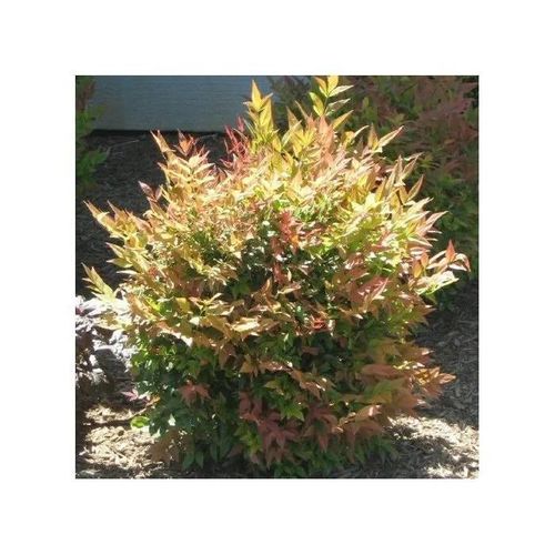 NANDINA GULF STREAM VASO 19CM ROCCIOSI AIUOLE VASI