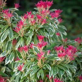 1 PIANTA DI PIERIS JAPONICA FLAMING SILVER VASO 19CM