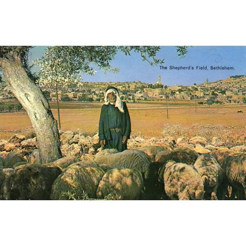 Carte Postale Couleur - The Shephard's Field Bethlehem