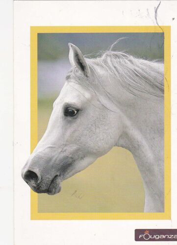 Carte Postale : Cheval,Pur Sang Arabe