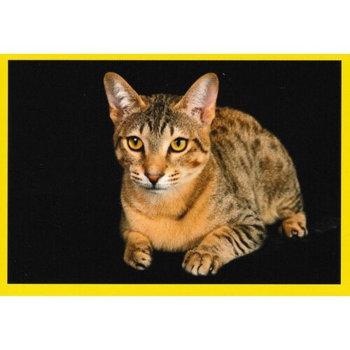 N°300 - Stickers Image Panini - Album Amici Cucciolotti - Nos P'tits Animaux ( 2015 )