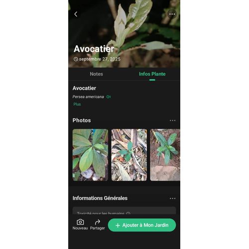 Plante Laurier Vrai Laurus Nobilis