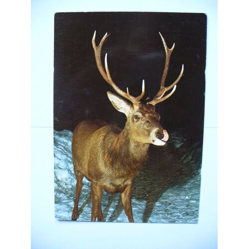 Carte Postale Cerf