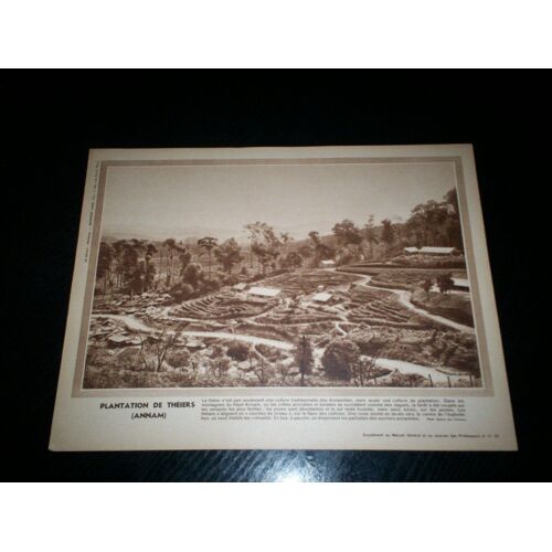 Plantation De Theiers Annam
