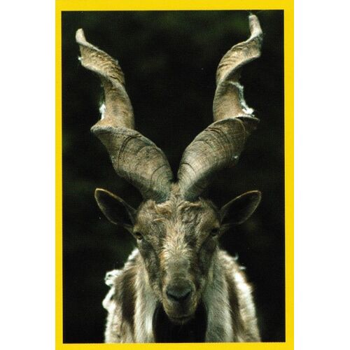 N°62 - Stickers Image Panini - Album Amici Cucciolotti - Nos P'tits Animaux ( 2015 )