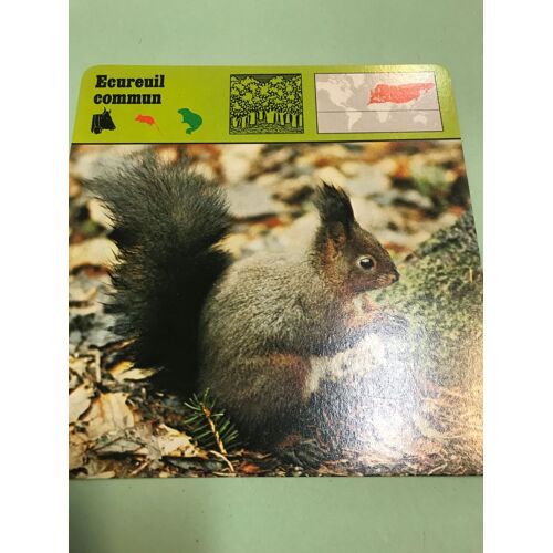 Fiche Animaux : Ecureuil Commun - Les Éditions Rencontre Sa - Lausanne - 1976