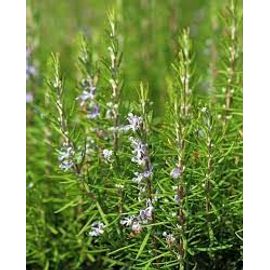 Romarin Commun 20 Graines