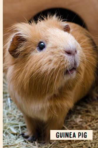 Guinea Pig: Funny Wide Ruled Notebook Gift For Guinea Pig Lovers - Perfect Guinea Pig Gift On Valentine Day/Birthday/Halloween - 6 X 9 Inches - 110 Lined Pages
