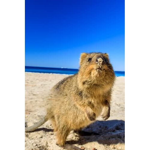 Planner: A Zelda Amara Design | Animals | Quokka | Dated Weekly Calendar | Us Holidays