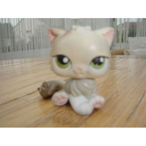 Petshop - Chat Persan Gris Aux Yeux Verts