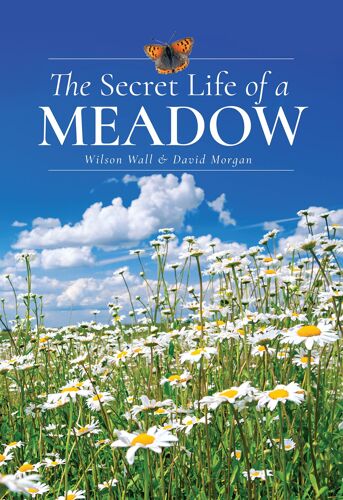 The Secret Life Of A Meadow