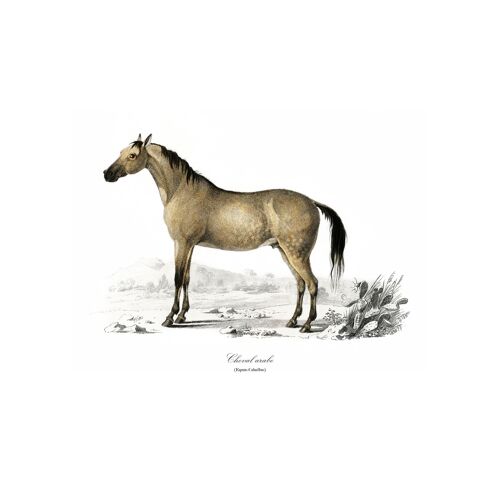 Affiche Cheval A4 Sur Papier D'Art Imprimée À Paris
