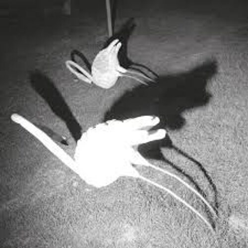 Siavash Amini ? A Mimesis Of Nothingness Vinyl