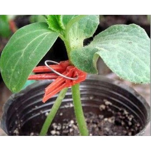pince ou clip de greffage tomate melon concombre etc