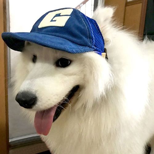 Casquette De Baseball Pour Grand Chien, En Jean Bleu, Chapeau Pour Animaux De Compagnie, Déguisement, Chapeau De Soleil, Cosplay, Style Occidental, Golden Retriever Samoyed