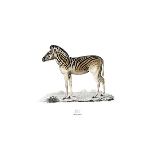 Affiche Zèbre A4 Sur Papier D'Art Imprimée À Paris