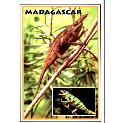 Carte Postale Des Caméléons De Madagascar (République Malgache)
