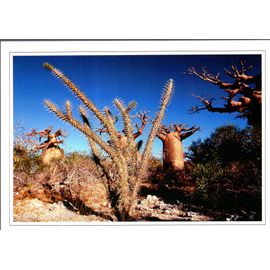 Carte Postale De Madagascar : Végétation Du Sud Ouest