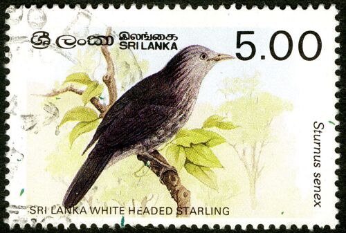 Timbre Oblitéré Sri Lanka, Sri Lanka White Headed Starling, Sturnus Senex, 5.00