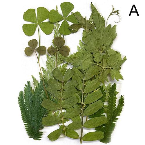 Nouvelles vraies fleurs séchées naturelles, matériel artisanal, accessoires pour la maison, gaufrage, aromathérapie, fabrication de décoration, J4o0