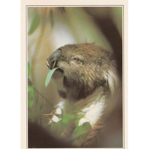 Australie, " Koala Se Nourrissant D'eucalyptus ".