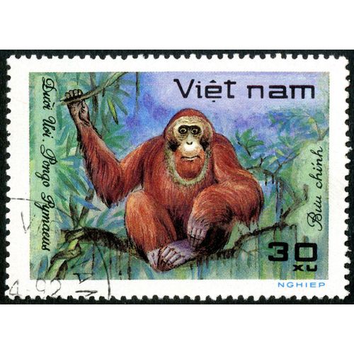 Timbre Oblitéré Viet Nam, Buu Chinh, Duoi Uoi, Pongo Pymaeus, 30 Xu