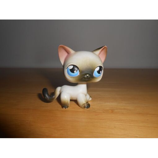 Petshop Chat Europeen d’occason | Plus que 2 exemplares à -75