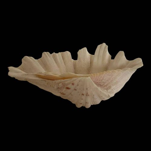 Coquillage naturel bnitier Tridacna beige