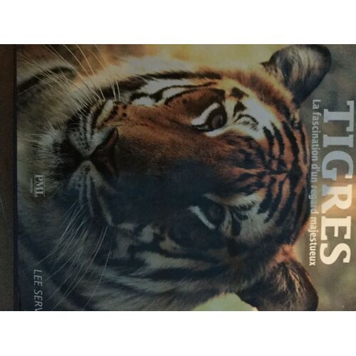 Tigres La Fascination D'un Regard Majestueux