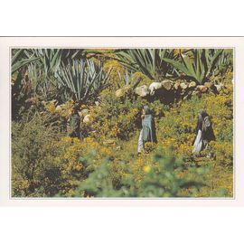 Mexique, " Champ D'agaves ".