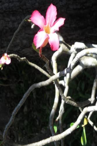 Mood Journal (6x9): Flower In The Sun Cover, Daily Tracking, Journal Pages