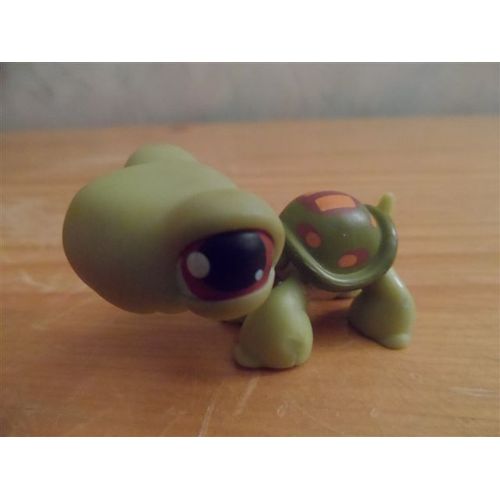 Tortue Verte Petshop N° 7