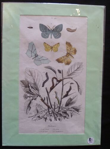 Planche Sciences Naturelles : Phalènes (Pl. 482)