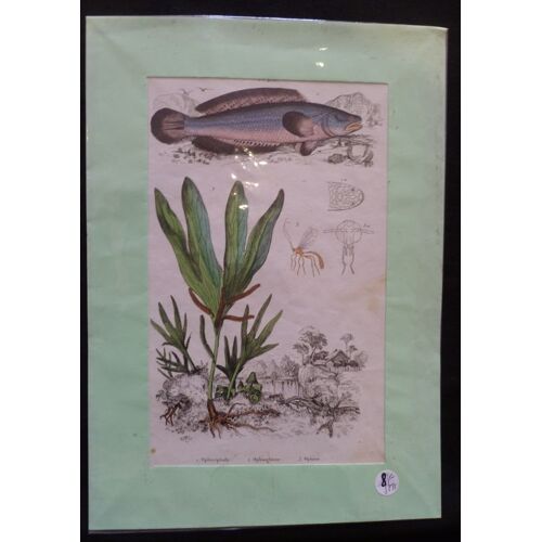 Planche Sciences Naturelles : Ophicéphale/Ophioglose/Ophion (Pl.420)