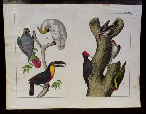 Gravure Animalière : Oiseaux (Tab. Vii)
