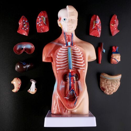 Modèle De Corps De Torse Humain, Accessoires Médicaux, Anatomie, Organes Internes Médicaux Pour L'enseignement