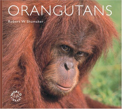 Orangutans