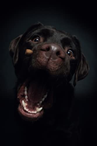 Notizbuch - Notebook: Schnapp-Foto Labrador - Kariertes Papier Mit 120 Seiten