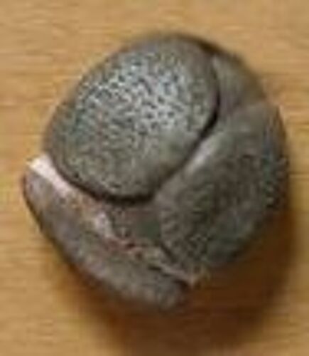 Fève Toque Soviétique - Série Mate Une Tête Un Chapeau (2004)