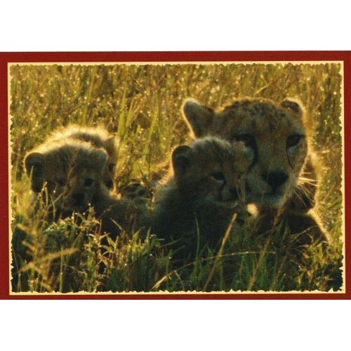 N° 27 - Stickers Image Panini Disney Felins