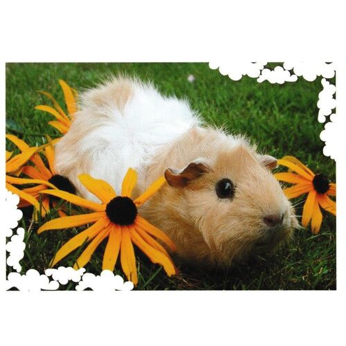 N° 138 - Stickers Image Panini Bebes Animaux Calins