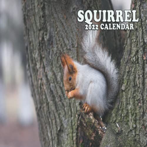 Squirrel Calendar 2022: 12 Monthly Space For Plans, Reminder Needs And Schedules, 12 Full-Color Images (January - December 2022), Holidays For ... 28 Colorful Pages Premium Color Interior
