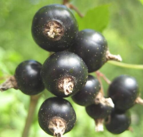 100 Graines Cassissier (Ribes Nigrum)