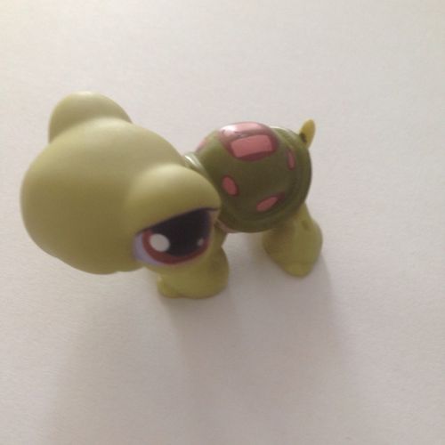 Petshop Tortue N°07