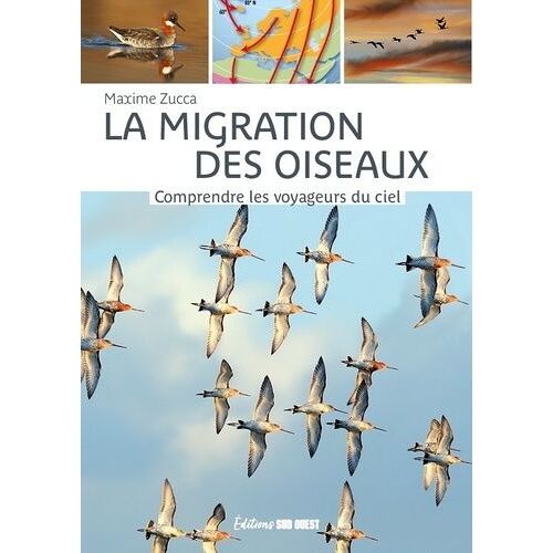La Migration Des Oiseaux - Comprendre Les Voyageurs Du Ciel