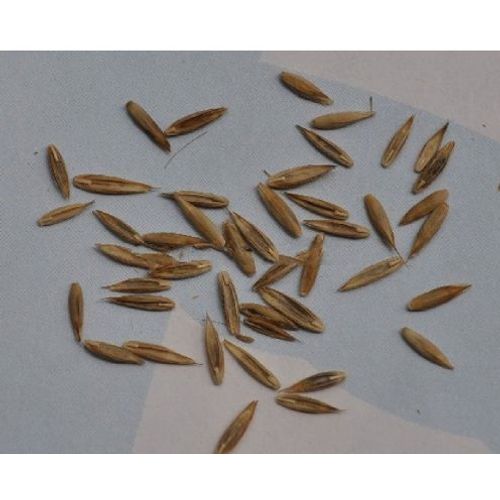 Herbe 200 Graines Gazon