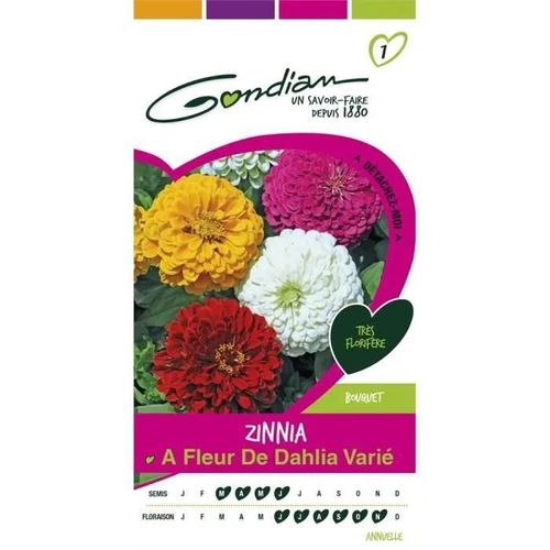 Gondian Zinnia A Fleur De Dahlia Varié