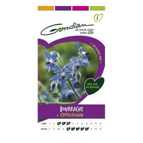 Gondian Bourrache Officinale